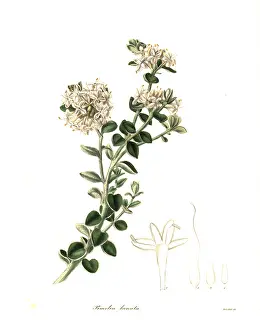 Henslow: Woolly pimelea, Pimelea lanata