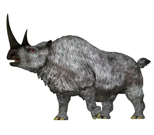 Pleistocene: Woolly rhino, side profile on white background