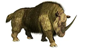 Pleistocene: Woolly rhino on a white background stepping forward