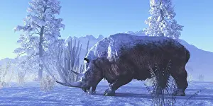 Rhino: A woolly rhinoceros eats a plant during a winter