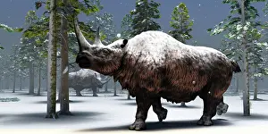 Ungulates: Two woolly rhinoceros hang out together during