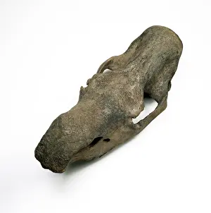 Coelodonta: Woolly rhinoceros skull