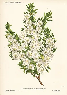 Stroobant: Woolly tea-tree, Leptospermum lanigerum