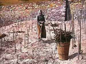 Winegrowing: Work in the vineyard