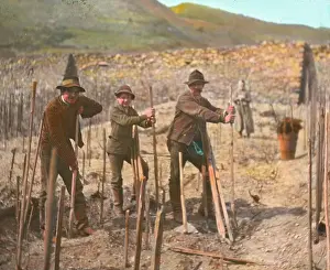 Winegrowing: Work in the vineyard