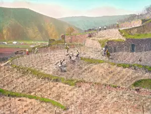 Winegrowing: Work in the vineyard