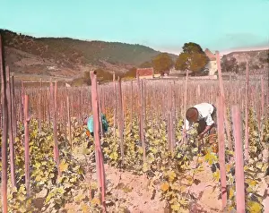 Winegrowing: Work in the vineyard