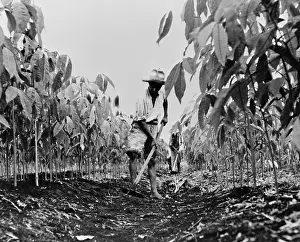 Hoeing: Worker removing weeds with a hoe on a rubber ?