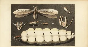 Transactions: Worker, soldier and queen termites, Macrotermes bellicosus