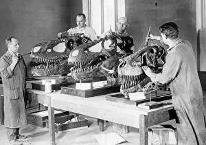 Item: Workers brush dinosaur skulls, 1926