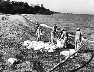 Cleanup: Workers cleaning up oil at the beach of ?