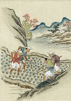 Cultivating: Workers cultivating rice in a paddy field. 19th