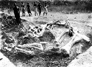 Reference: Workers find dinosaur bones, 1908