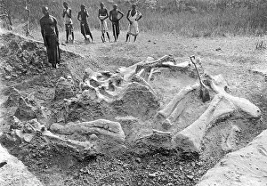 Dino: Workers find dinosaur skeleton, 1908