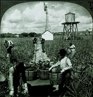 Pineapples: Workers Harvesting Pineapples, Florida, USA