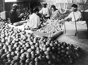 Oranges: Workers in a kibbutz, 1923