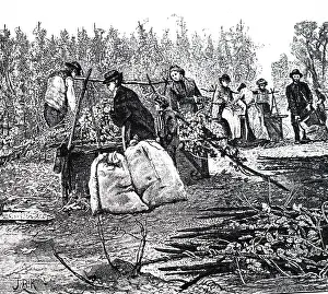 Hops: Workers from London's East End, on their annual
