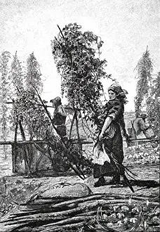 Hops: Workers from London's East End, on their annual
