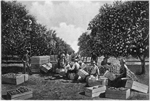 Denison: Workers - Oranges - Occupations - Agriculture