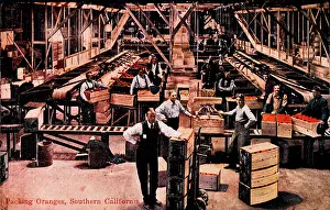 Conveyer: Workers Packing Oranges, USA