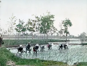 Paddy: Workers in a paddy field