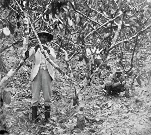 Grayham Chayney: Two workers picking cocoa pods, Jamaica