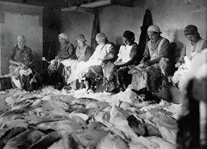 Pluck: The workers pluck the feathers from