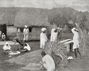 Grain: Workers Preparing Rice in Jamaica