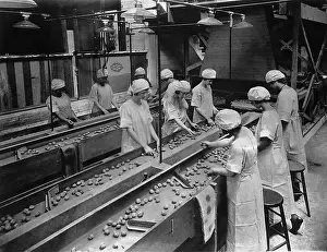 Sorting: Workers while sorting walnuts, 1926