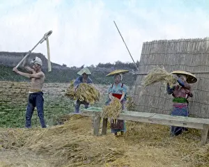 Threshing: Workers threshing grain, Japan