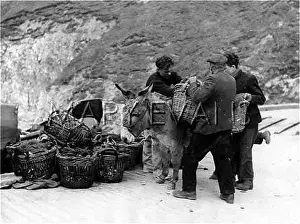 Flamborough: WORKING DONKEY