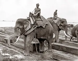 Mahout: Working elephant, timber yard, Burma, India, c.1880's