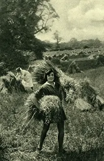 Stook: Working in the fields at harvest time, Huntingfield, Suffolk