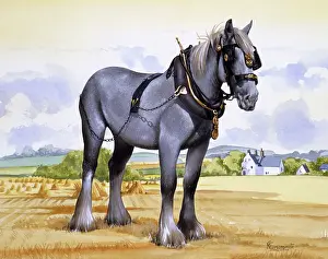 Brasses: A working heavy horse