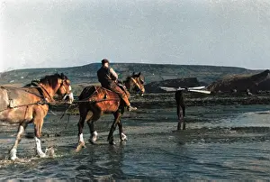 Margaret Monck: Working Horses on Beach pulling boat back in