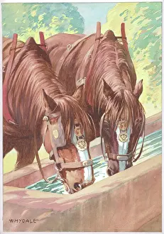 Whydale: Working horses having a drink