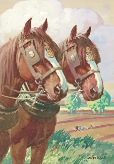 Whydale: Working horses (pulling a plough)