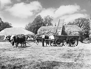 Bathurst: WORKING OXEN ON FARM