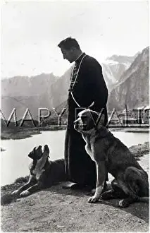 Muscled: WORKING ST BERNARDS