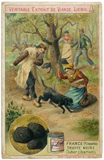 Truffles: Working truffle hunting dogs