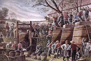Vats: Working Vineyard
