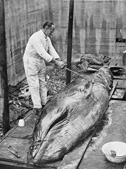 Odontoceti: Working on whale carcass, 1930s