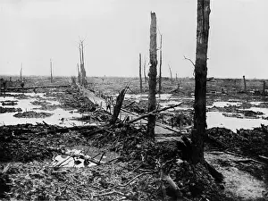 Wasteland: World War 1. No Man's Land - once a forest in