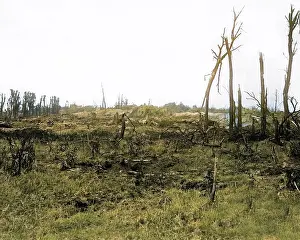 Stumps: World War One