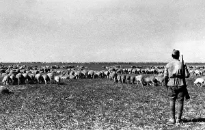Shepherds: World War II