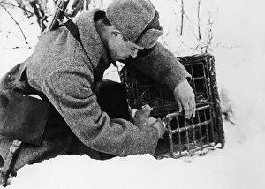 Pigeon: World War II