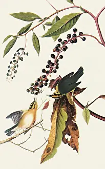 Warbler: Worm-Eating Warbler, Helmitheros vermivorus