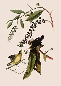 Warblers: Worm-eating Warblers, Helmitheros vermivorus
