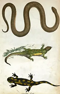 Amphibians: Worm, lizard and salamander