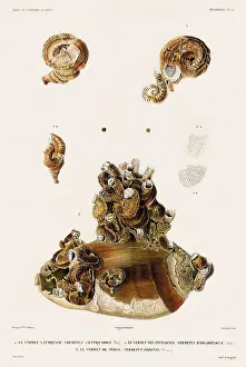 Seashell: Worm Shells